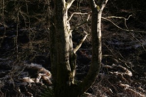 2006_12_03-0161
