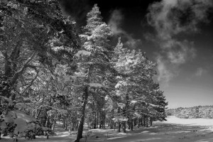 IMG_6627_bw