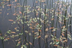IMG_0057_levels