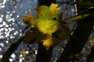 IMG_1184