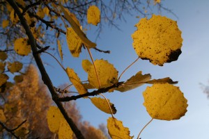 IMG_1494