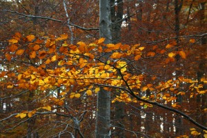 IMG_1556_edit1