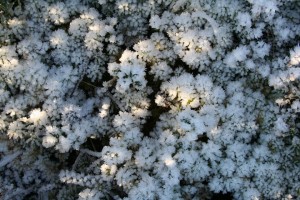 IMG_2279