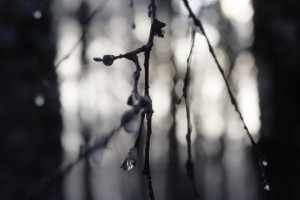 IMG_2786