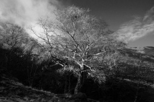 IMG_6142-BW-jpeg