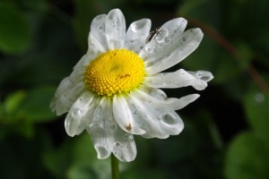 IMG_8003