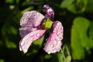 IMG_8261