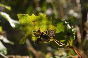 IMG_8434