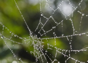 IMG_8452_crop