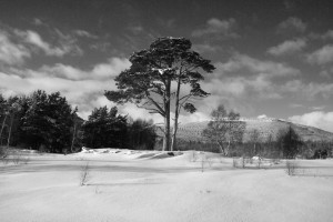 20090207_142-bw