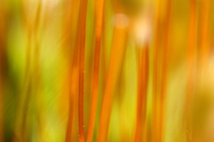 20090529_076