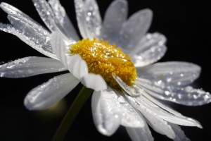 20090710_022
