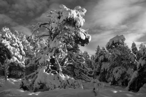 20091228_113-bw1