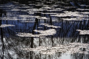 20100304_042_tzcrisp1