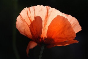 20100720_0681