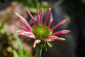20100829_0561