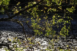20100926_0871