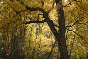 20101010_0311