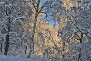 20091222_055-hdr50pc1