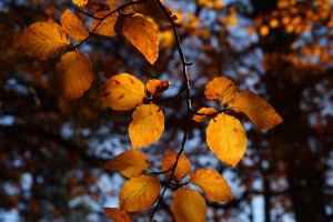 20101107_0911