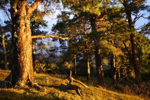 Sunset pines, tullochgrue, rothiemurchus, scotland