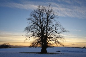 20101211_0041