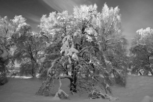 20100110_026-bw1