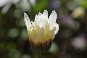 2011_08_09_625-11pc-hdr1