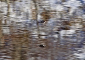 20100222_033_dipper1