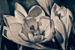 white crocus, quadtoned