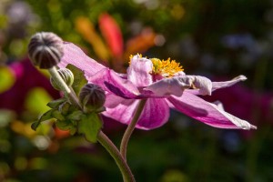2012_08_08-291