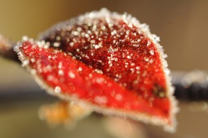20091208_0051