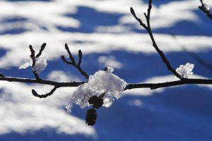Alder Branch, dalfaber, Spey River, Aviemore