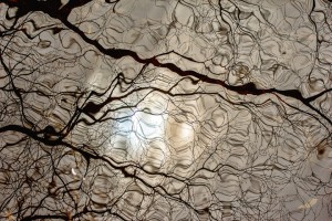 Myriad reflections