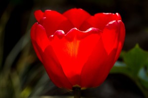 Red Tulip, Spring